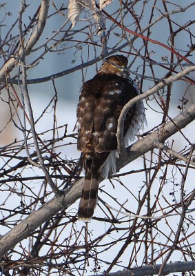 goshawk crop.jpg