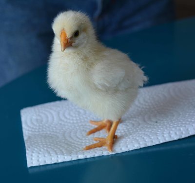 chick3.jpg