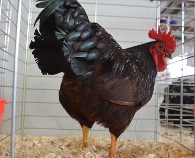 Ch. SCCL Bantam, Rhode island Red, Cockerel by Andrew Vanmarrum low.jpg