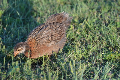 DSC_0577.JPG