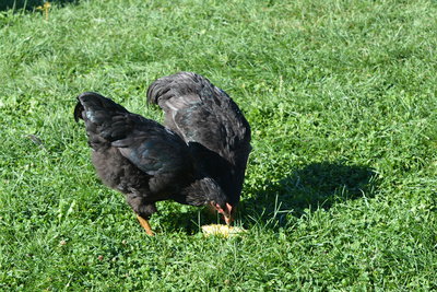 DSC_0558.JPG