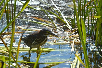 little blue heron.jpg