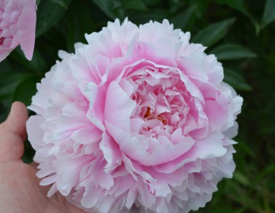 peony 2.jpg