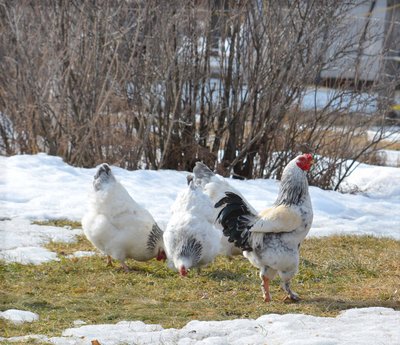 Clanger and hens.jpg