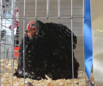 Res. Featherleg Bantam, Cochin, Mottled Hen by S & B Gamebirds and Poultry low.jpg