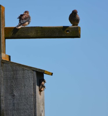 kestrel jul1.jpg