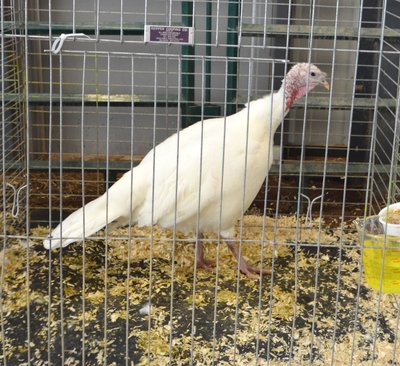 Ch.Turkey, Beltsville Small White - Old Female by Gillian Jenkinson low.jpg