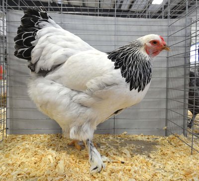 LF Ch Asiatic BV BB Brahme Light Pullet by Beamers Poultry.jpg