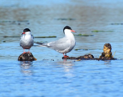 Arctic tern.jpg