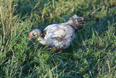 DSC_0578.JPG