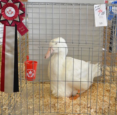 CH Heavy Duck - Aylesbury, Old Female by Tom Coulter and Bob Taylor low.jpg