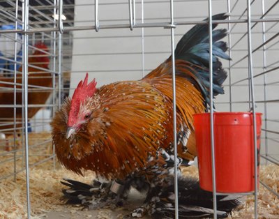 Ch. Featherleeg Bantam, Belgian bearded DÚccle, Mille Fleur, Cock by Don Harrington low.jpg