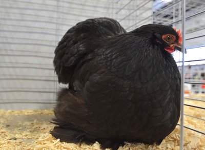 Bantam Featherleg BV BB Cochin Black Hen.jpg