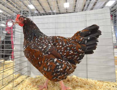 LF Ch English Sussex Speckled Pullet by Willow Creek Poultry.jpg