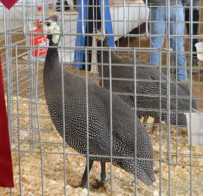 BB Guinea Fowl, Pearl - Cock by Frank Goodfellow low.jpg