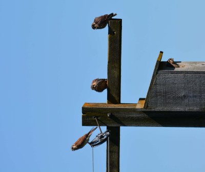 kestrels adult plus juveniles.jpg