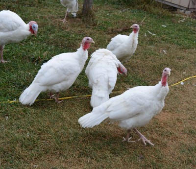 hens1.jpg