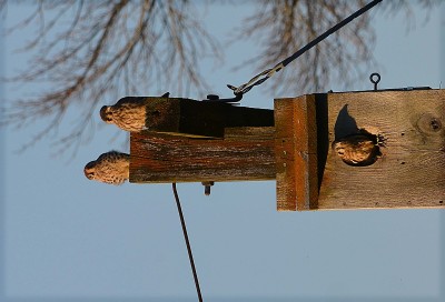 kestrels 3 juveniles.jpg