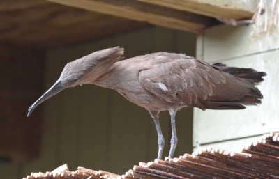 Hammerkop.jpg