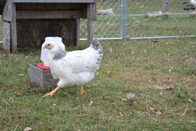 DSC_0867.JPG
