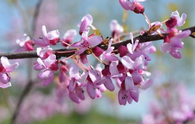 redbud cu.jpg