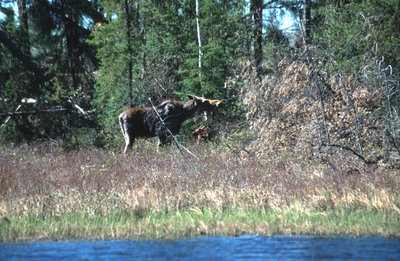 Halfway Lake Moose & Calf 47522.jpg