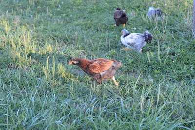 DSC_0575.JPG