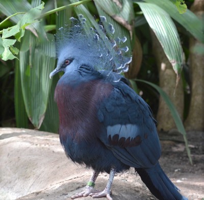 Victoria Crowned Pigeon.jpg