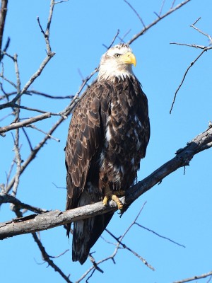 Bald eagle.jpg