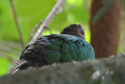 Green winged dove.jpg