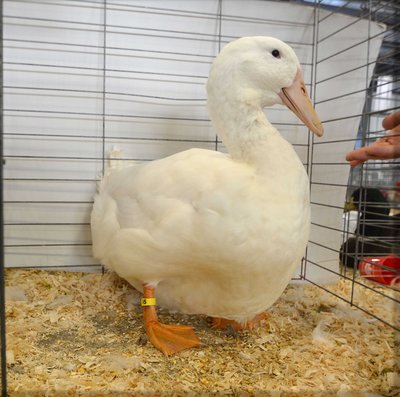 Reserve heavy Duck - Aylesbury, Young Male by Tom Coulter and Bob Taylor low.jpg