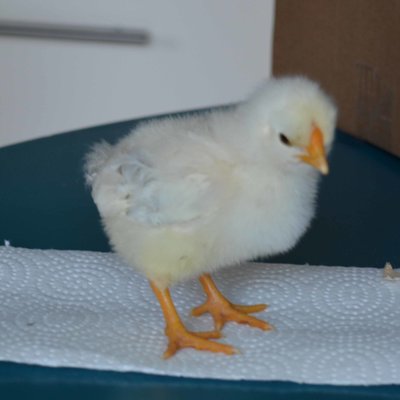 chick9.jpg