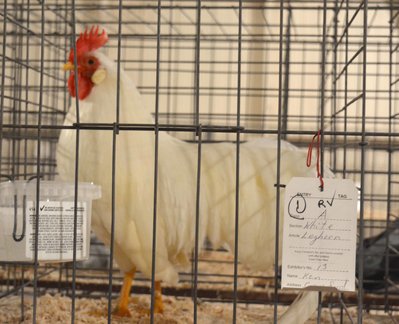 white leghorn.jpg