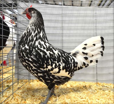 LF Ch Continenta BV BB  Hamburg Silver Spangled Pullet by Carson and Primeau.jpg