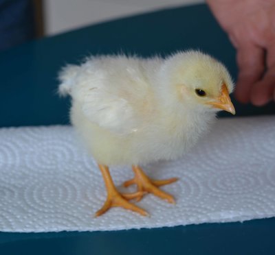 chick1.jpg