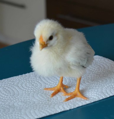 chick7.jpg