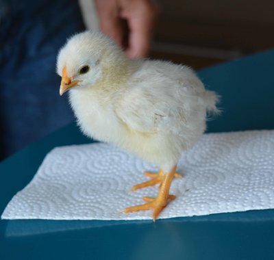 chick10.jpg