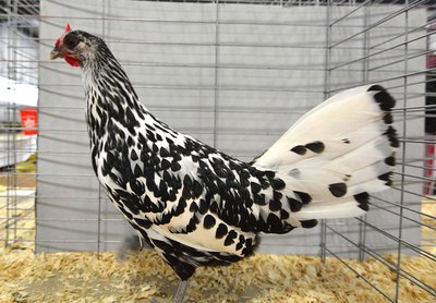 LF Res Continental RV RB Hamburg Silver Spangled Hen by Carson and Primeau.jpg