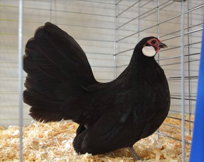 Res. RCCL Rosecomb, Black Pullet by S & B Gamebirds and Poultry low.jpg