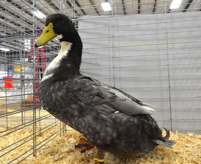 Ch. Med. Duck Blue Swede Old Male by Willow Creek.jpg
