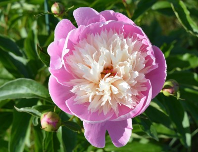 peony 1.jpg