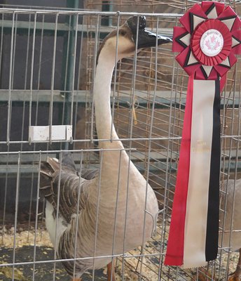 CH Light Goose - China, Brown, Old Male by WillowBrook Waterfowl and Fiber low.jpg