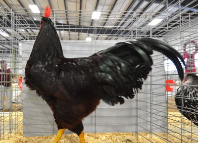 LF Ch American Rhode Island Red Cockerel by Andrew Vanmurram (sorry).jpg