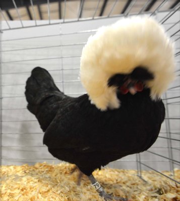 Bantam Ch AOCCL BV BB Polish NB White Crested Black Hen by Jan Brett sorry.jpg