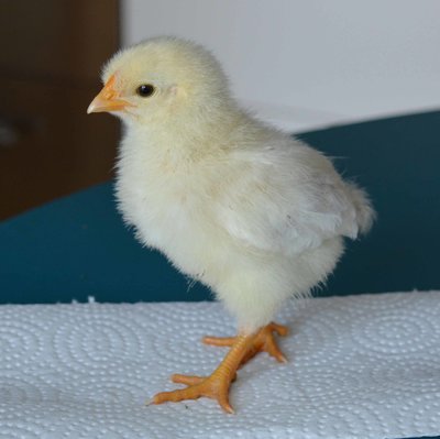 chick6.jpg