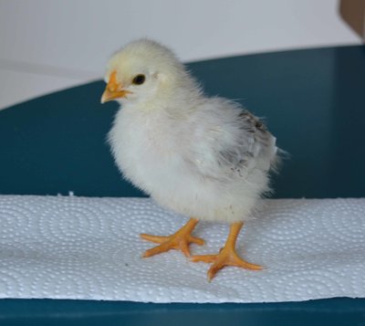 chick5.jpg