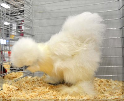 Bantam Ch Featherleg Silkie Bearded White Pullet S & B Gamebirds.jpg