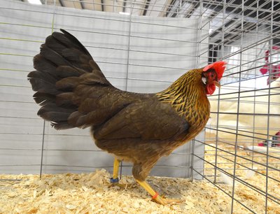 LF Ch Mediterranean BV BB SC Leghorn Light Brown Pullet by Steve Van Lochem.jpg