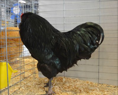 Ch.AOSB, Black, Ameraucana, Cockerel by Elena Roberts low.jpg