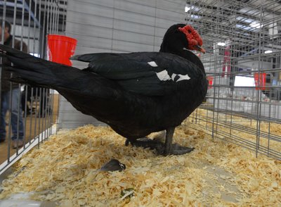 Reserve Duck Muscovy Old Male Steve Vooys.jpg